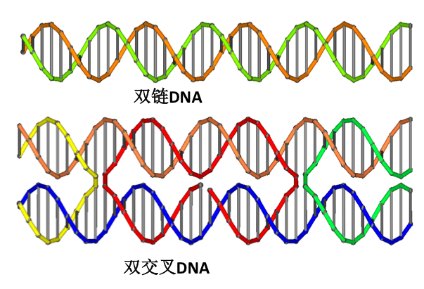 DNA还能被这么玩?纳米世界的建筑者 - 知乎