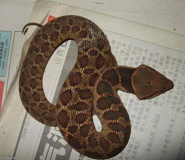 为什么大多数毒蛇是三角头的? - 知乎