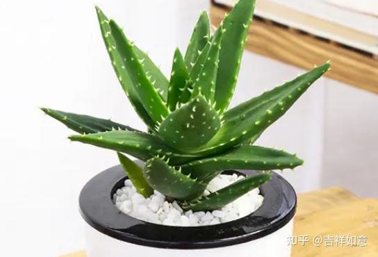 请问多枝芦荟栽培有哪些注意事项