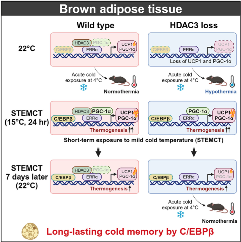 Cell Metabolism丨轻度寒冷预处理通过表观遗传学变化延长极寒小鼠存活 - 知乎