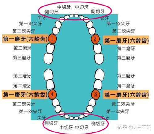 过来人告诉你 —— 上门牙缺失做什么种植牙比较好？选择种植体和缺牙位置有关吗？前牙缺失如何选择种植医生？