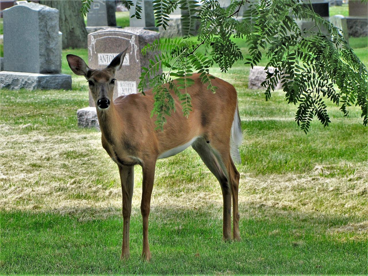 3. 鹿角配套成熟度