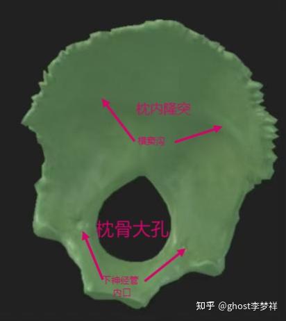 医学笔记,系统解剖学#2 - 知乎