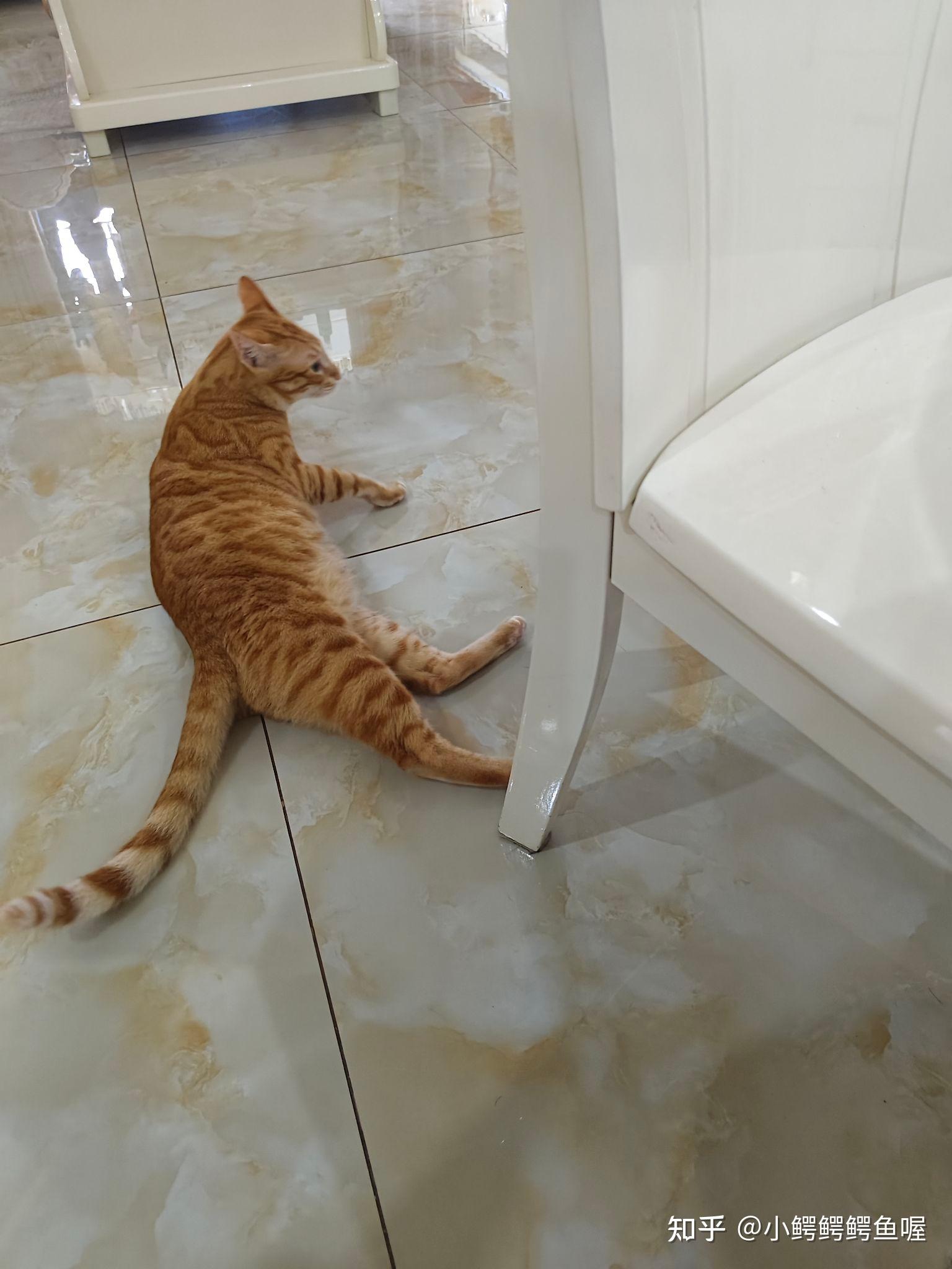 孟加拉豹猫和暹罗猫杂交会生出什么样的猫?