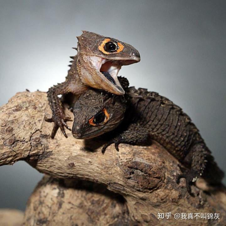 地球上长的最像龙的生物是什么? - 知乎