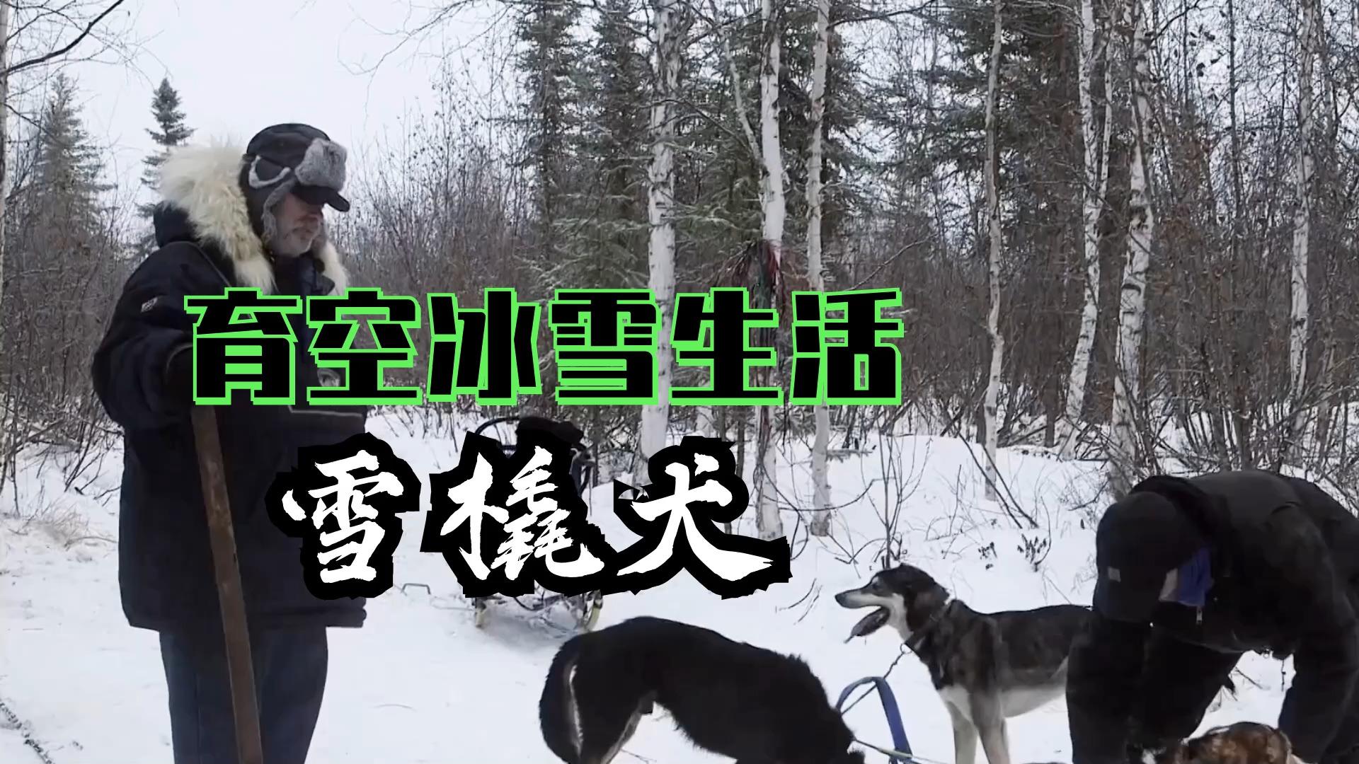 雪橇犬领头犬图片