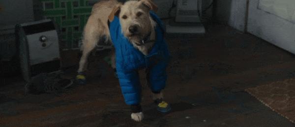 《爱犬莫福》“夜魔侠”变身暖男，携宠攻略前任