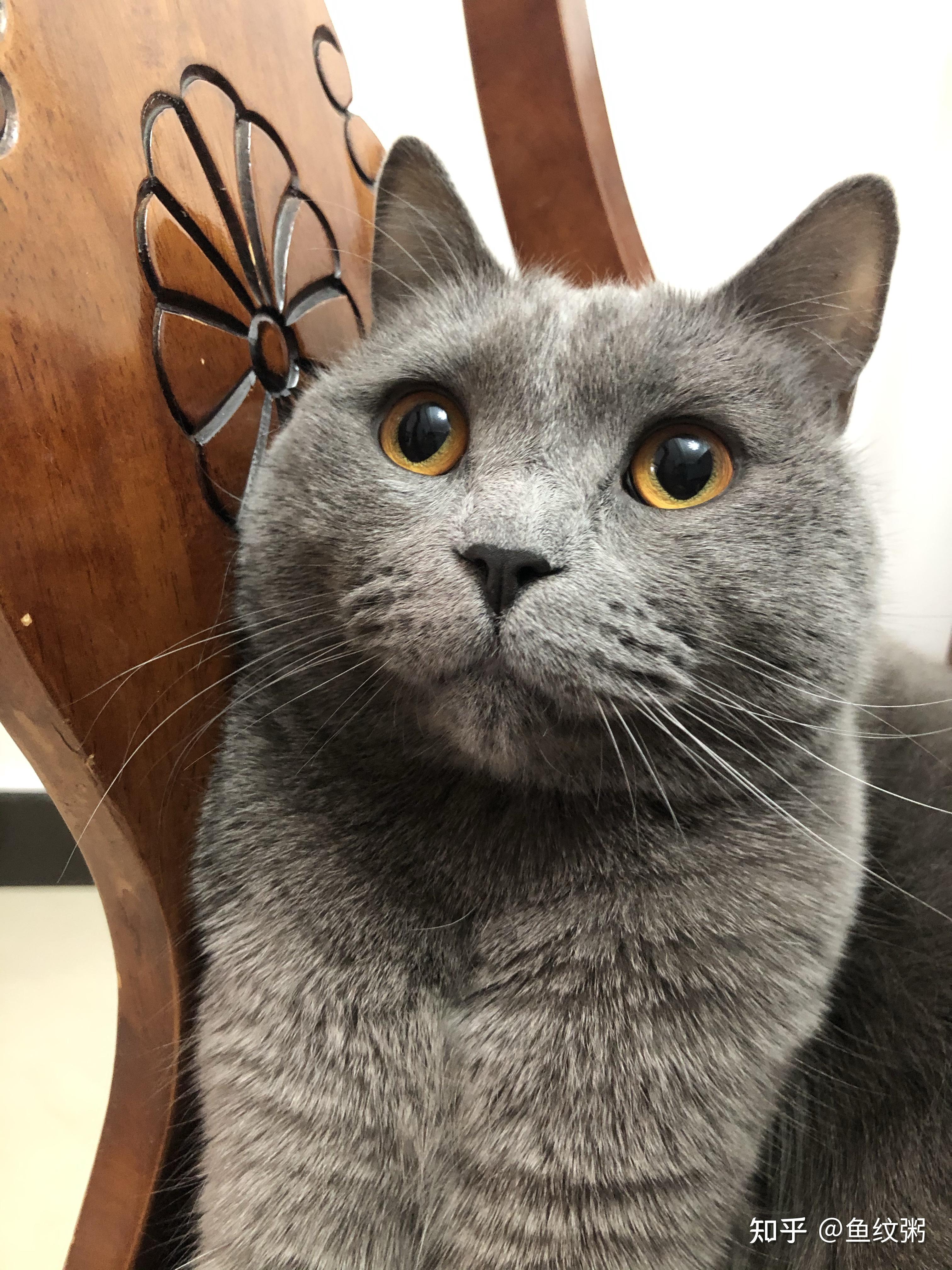 养一只特别丑的蓝猫是怎样的体验