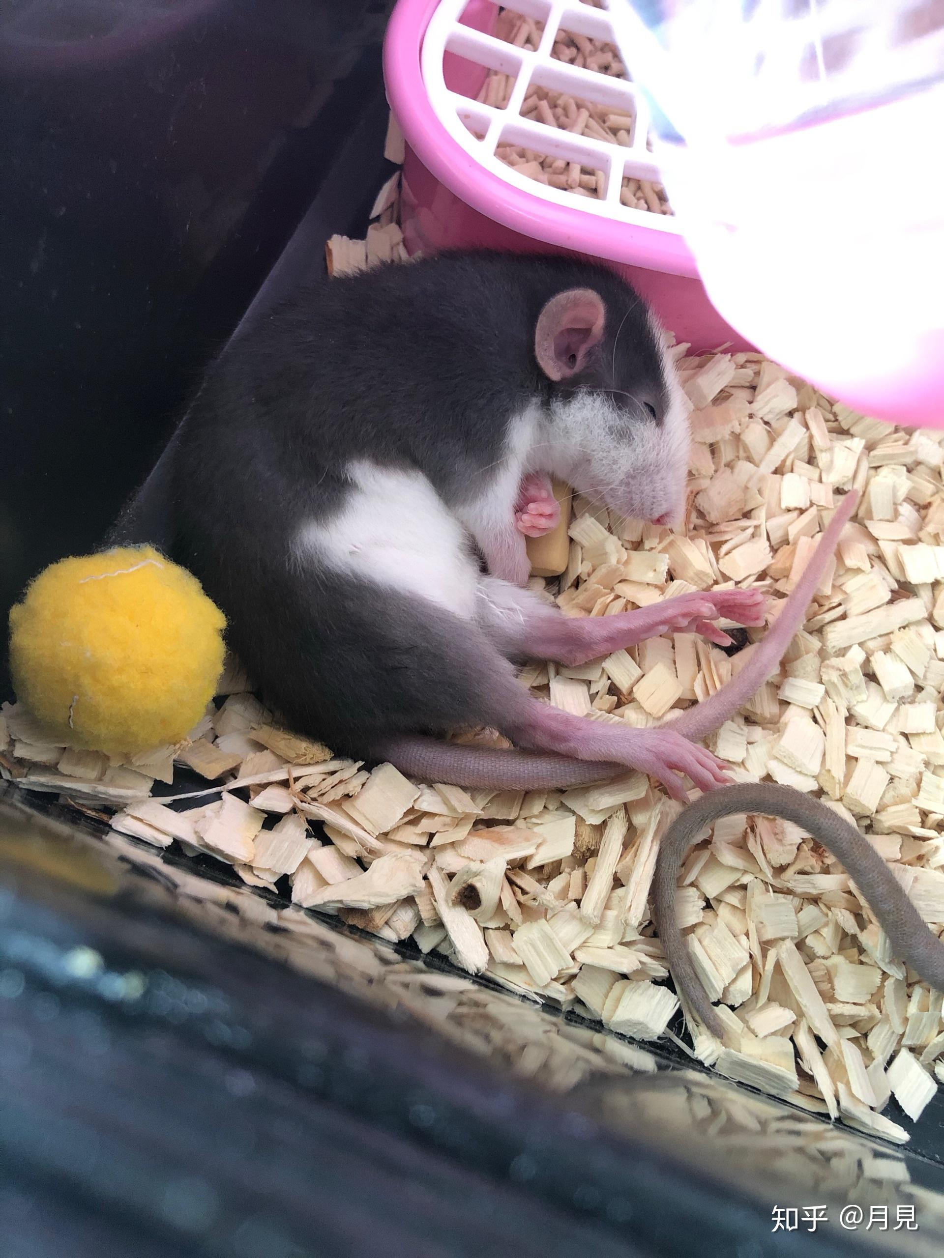 花枝鼠好凶怎么办