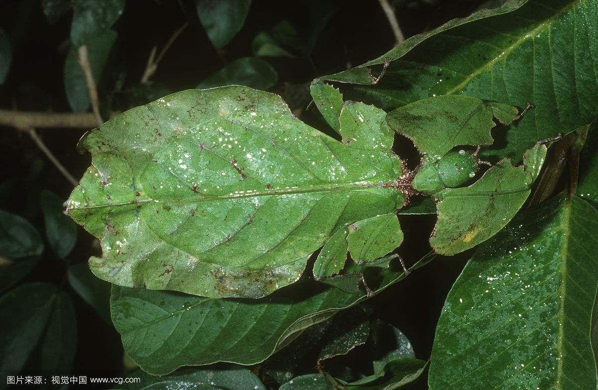 有哪些拟态很厉害的生物?