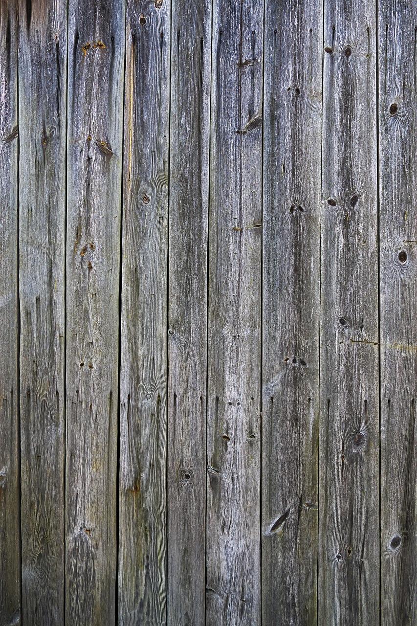 4. 云杉树苗价格