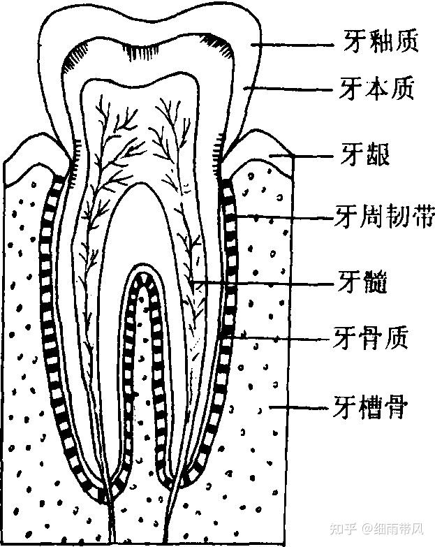 人体牙齿骨骼结构图图片