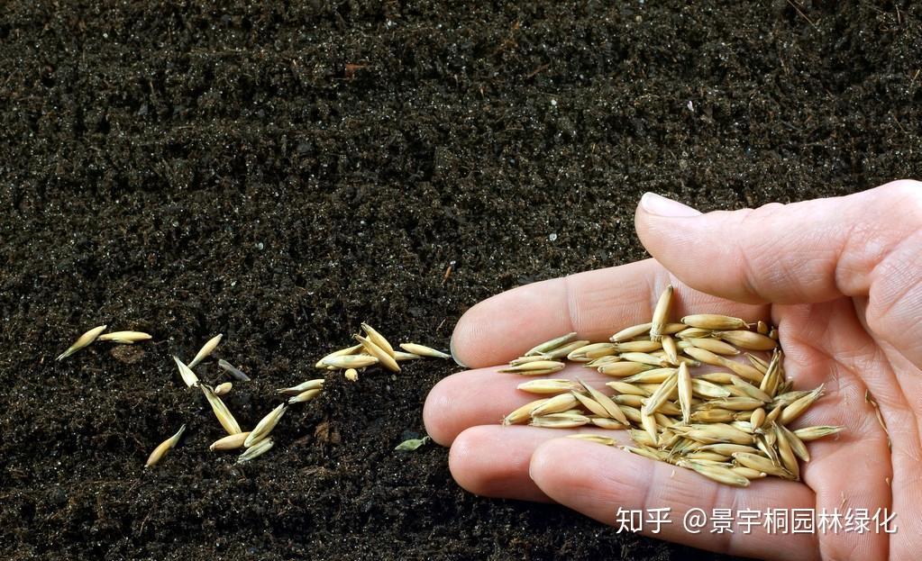草坪绿化过程中是撒播种子好,还是铺草皮更好 - 知乎