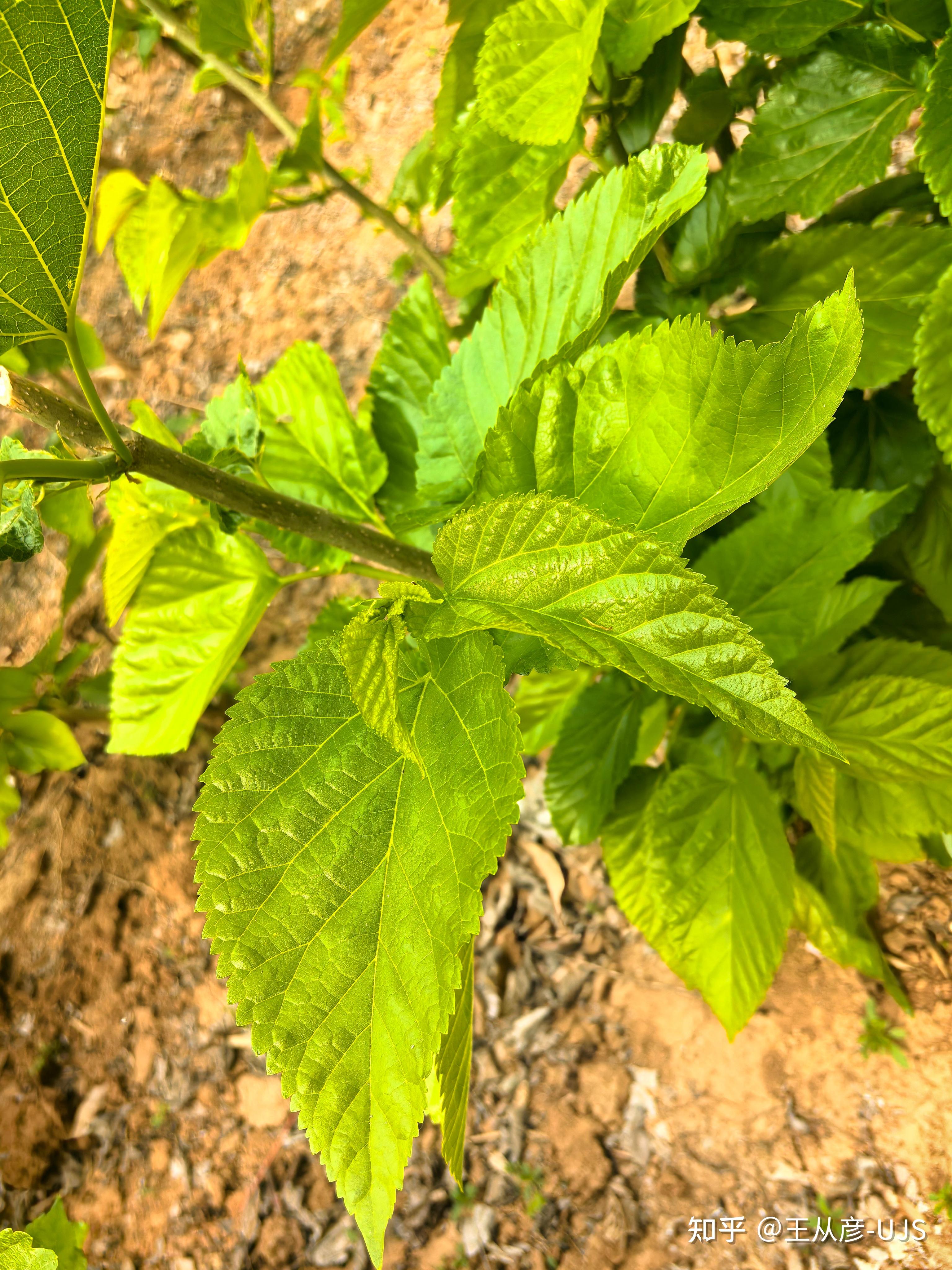 桑/桑树/白桑/家桑/蚕桑 - 知乎