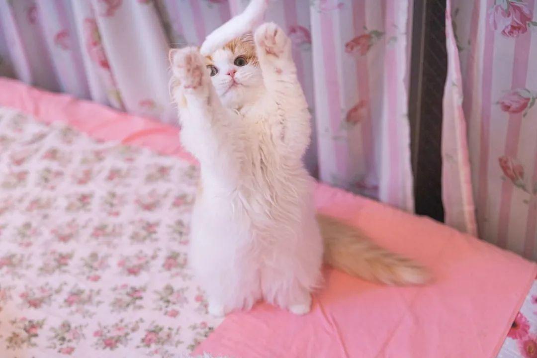 有哪些好看的猫咪壁纸或头像? - 知乎