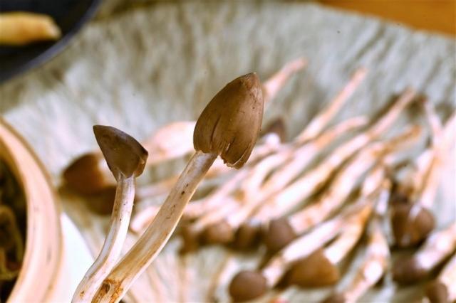 被称为“岭南菌王”，白蚁窝边的荔枝菌，一斤卖400元，凭什么？ - 知乎