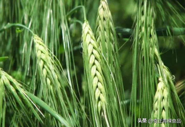 青稞的常见品种有哪些? - 知乎