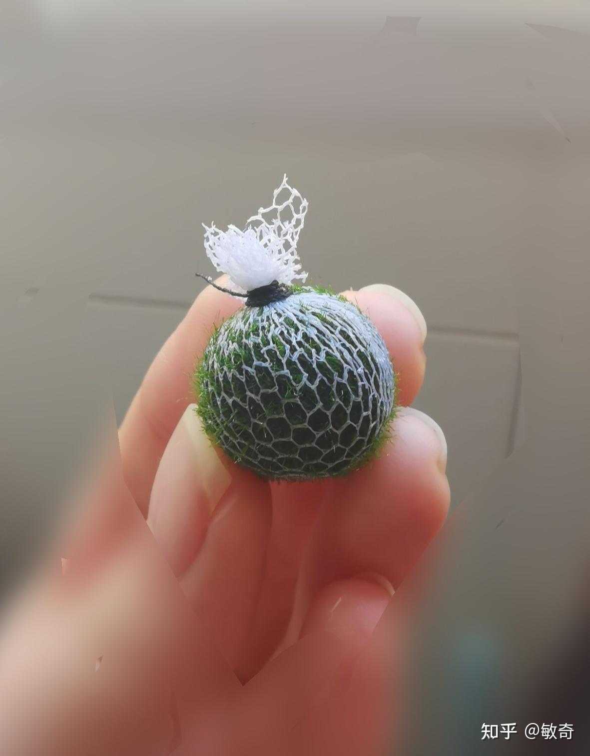 marimo海藻球炸毛之后应该如何? - 知乎