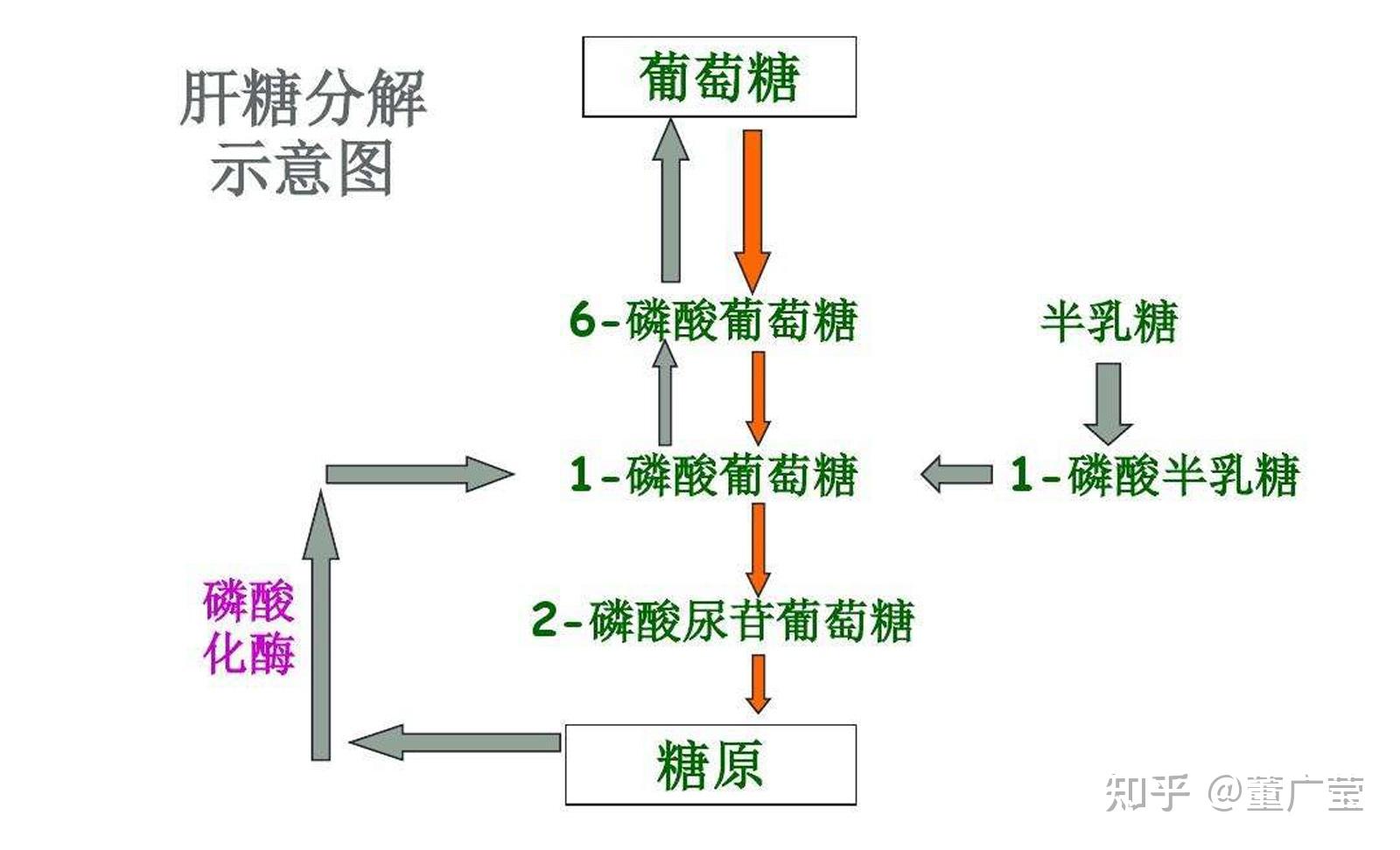 生活中的糖,都有哪些了解? - 知乎