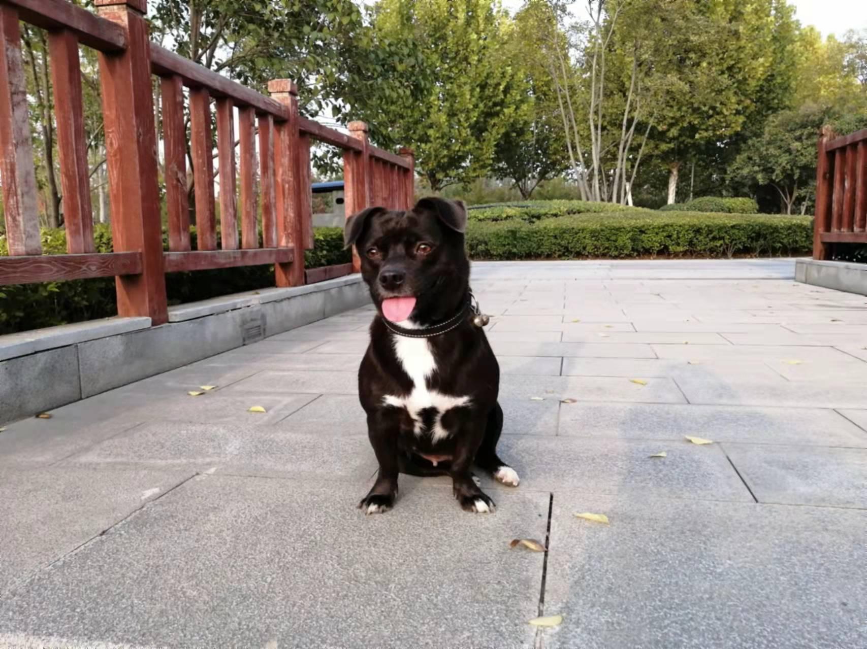 老人说四蹄踏雪的狗狗不好是真的吗