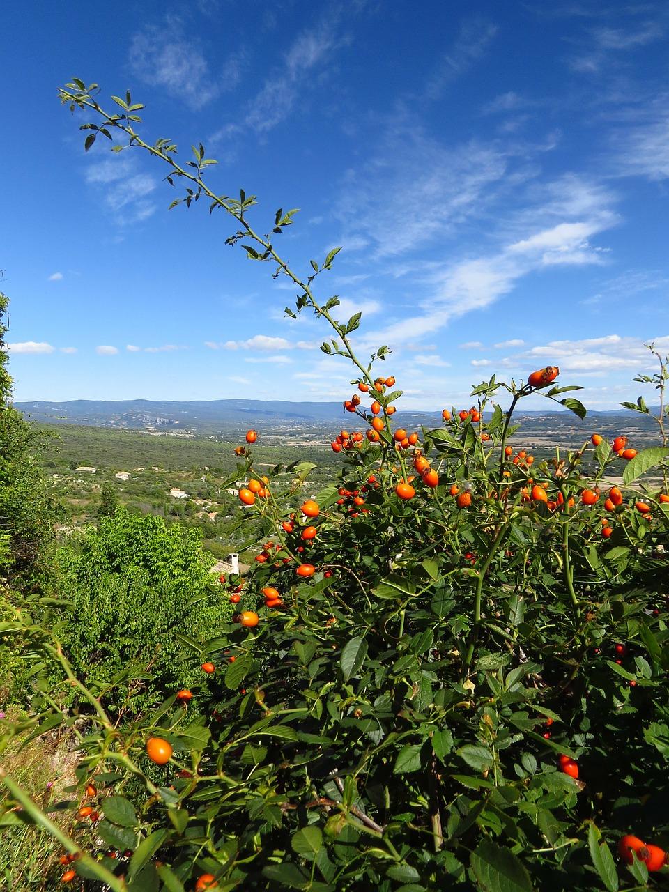 3. 橄榄季楼盘区位