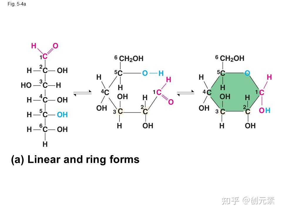 坎贝尔生物学 第五章 生物大分子的结构与功能 - 知乎