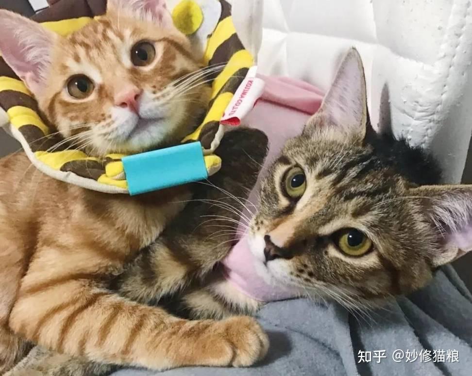 原来“公猫”和“母猫”差别很大，不是忽悠你！ - 知乎