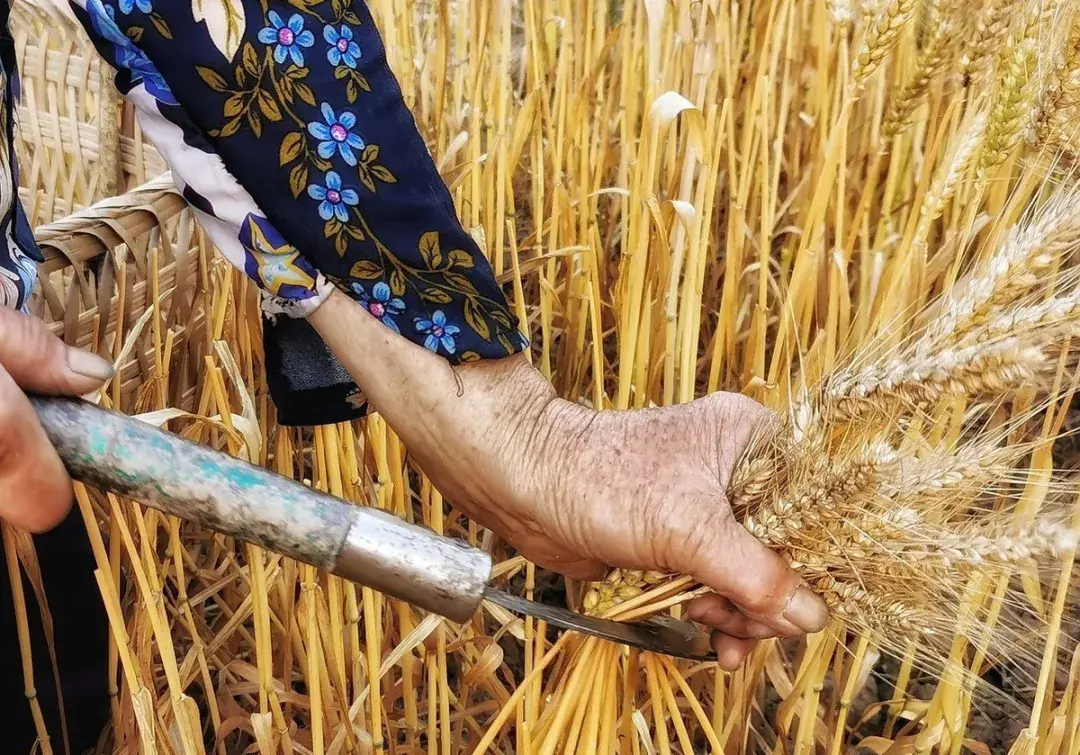 割麦 从来不是风吹麦浪的惬意 而是一眼望不到头的绝望 知乎