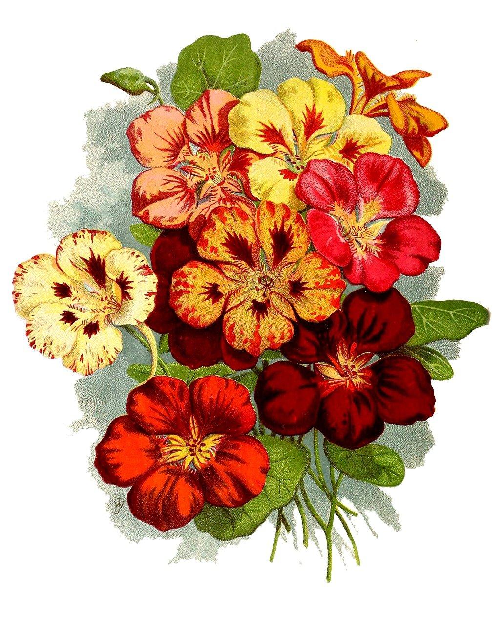 2. 玫瑰花茎勾勒