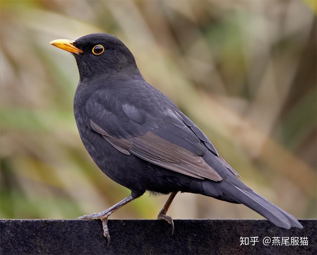 羽毛全黑红嘴红爪这是什么鸟啊? - 知乎