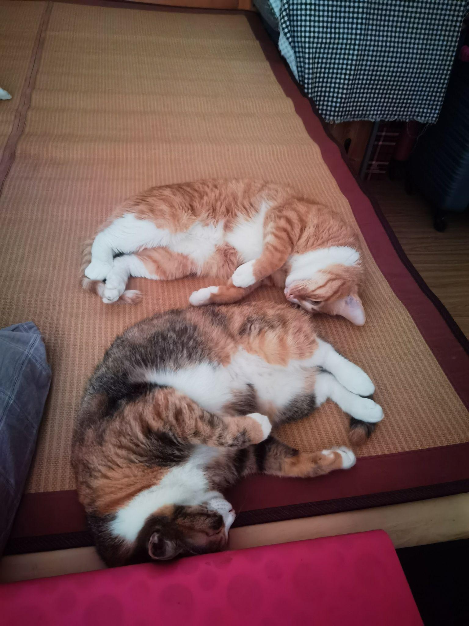 可以放一张猫猫睡懒觉的照片吗?