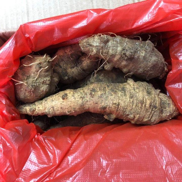 农村这种"野萝卜",不要一次拔完,要留种,价值很大