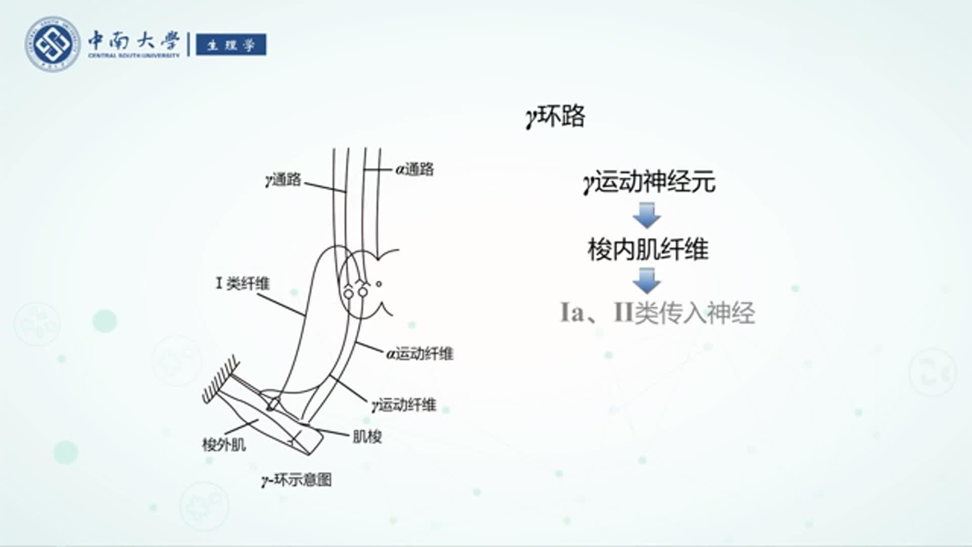 牵张反射的动作图片