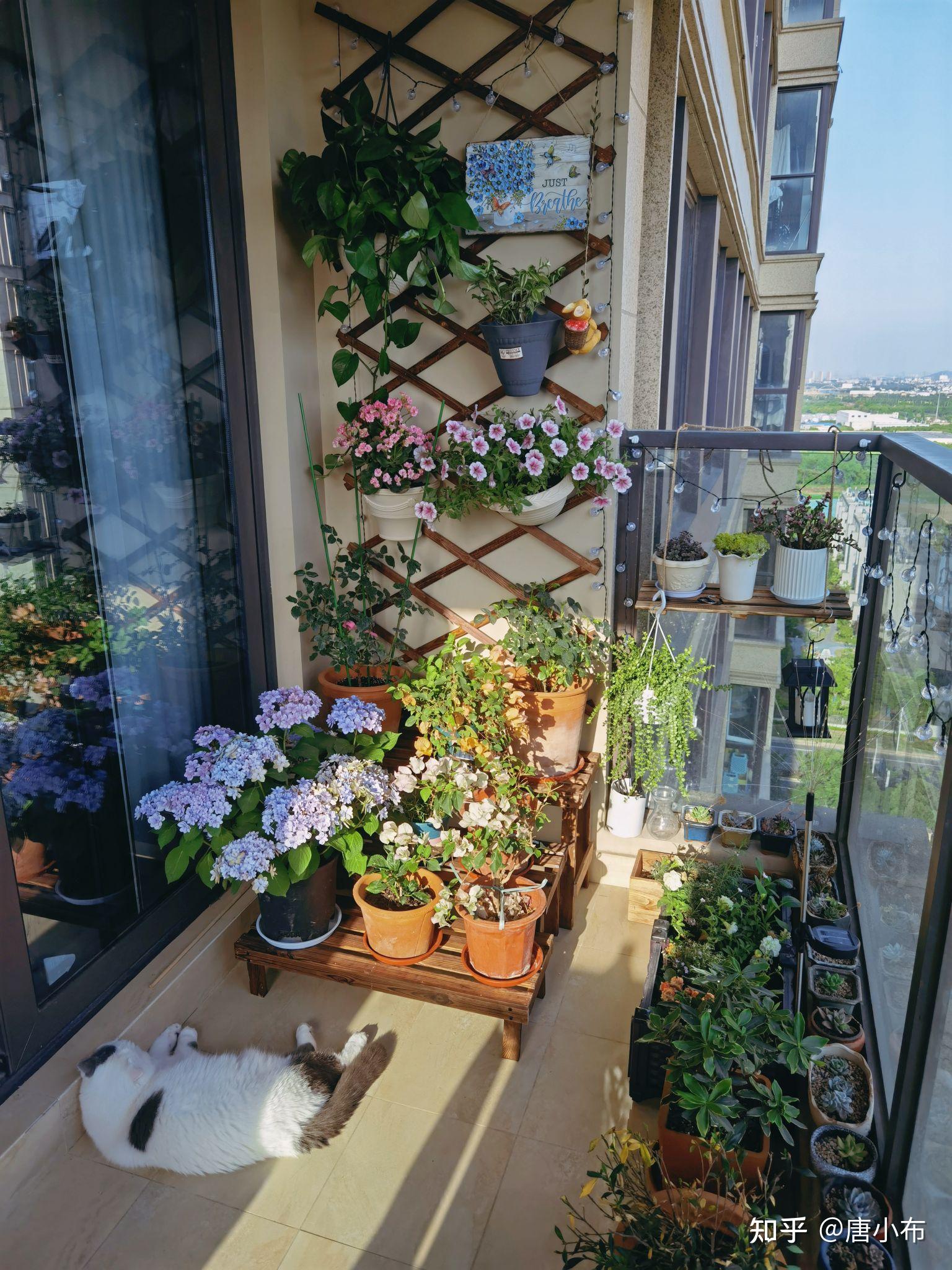 在家里阳台种满花草是一种什么样的体验