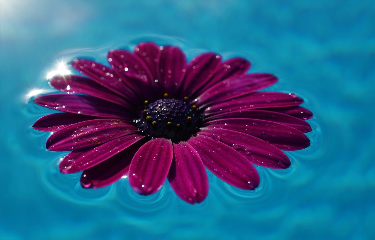 3. 夏季花海推荐