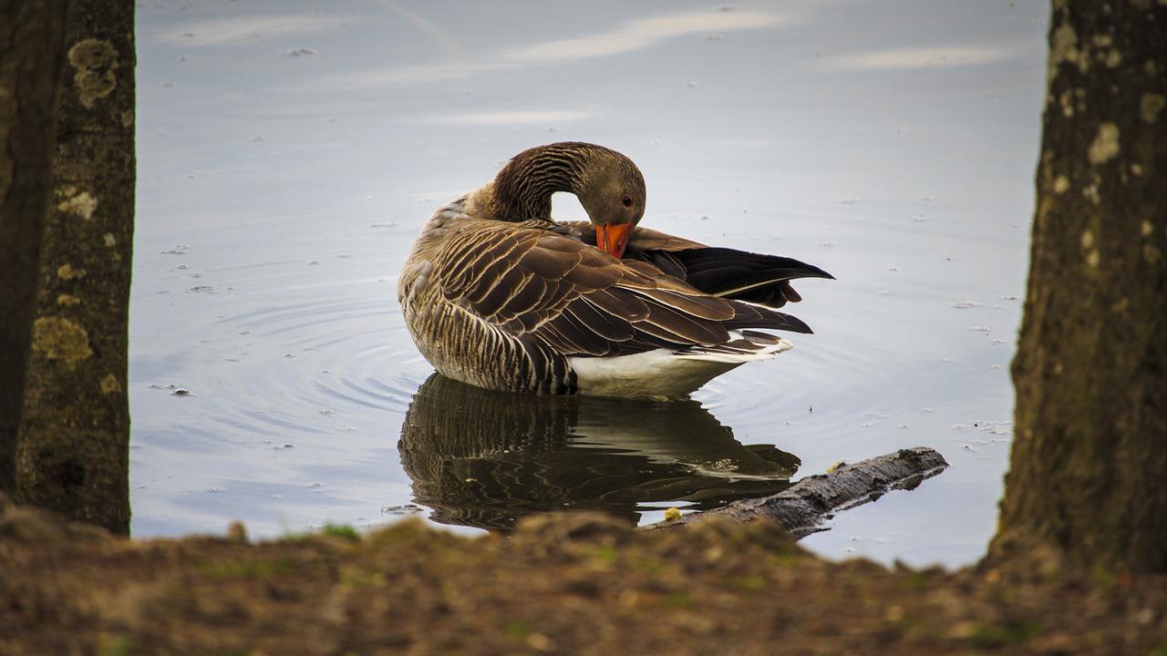 水云指什么动物