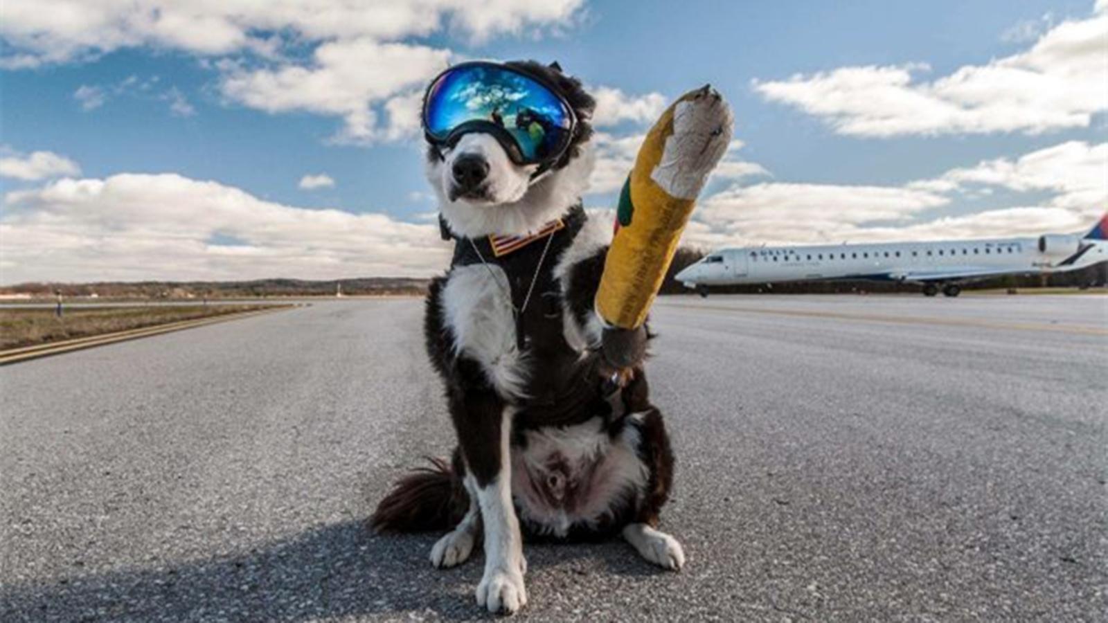 机场护卫犬:世界上最酷的边牧,它的工作价值上亿美元 - 知乎