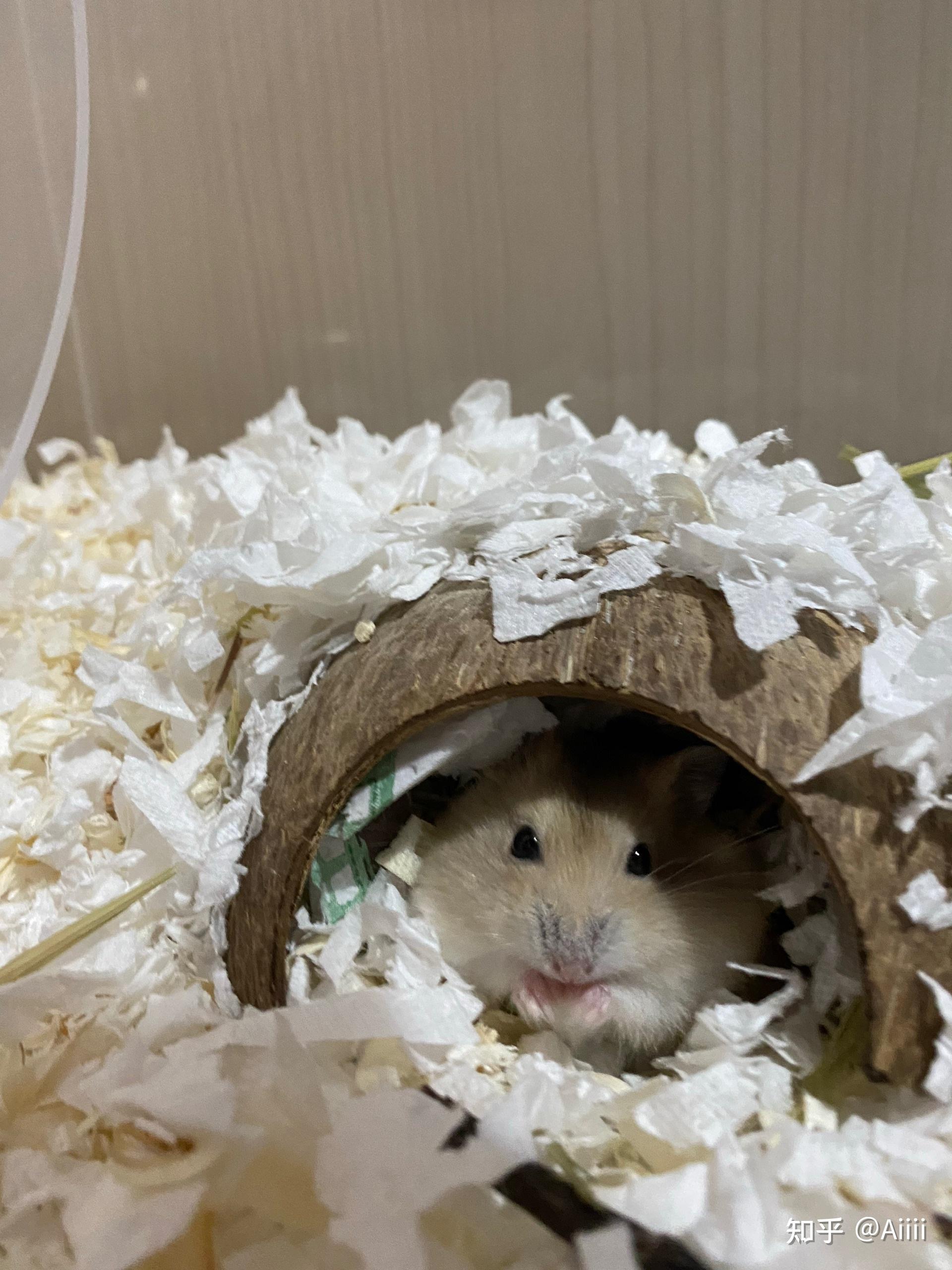 可以分享一下你家仓鼠的照片吗? - 知乎