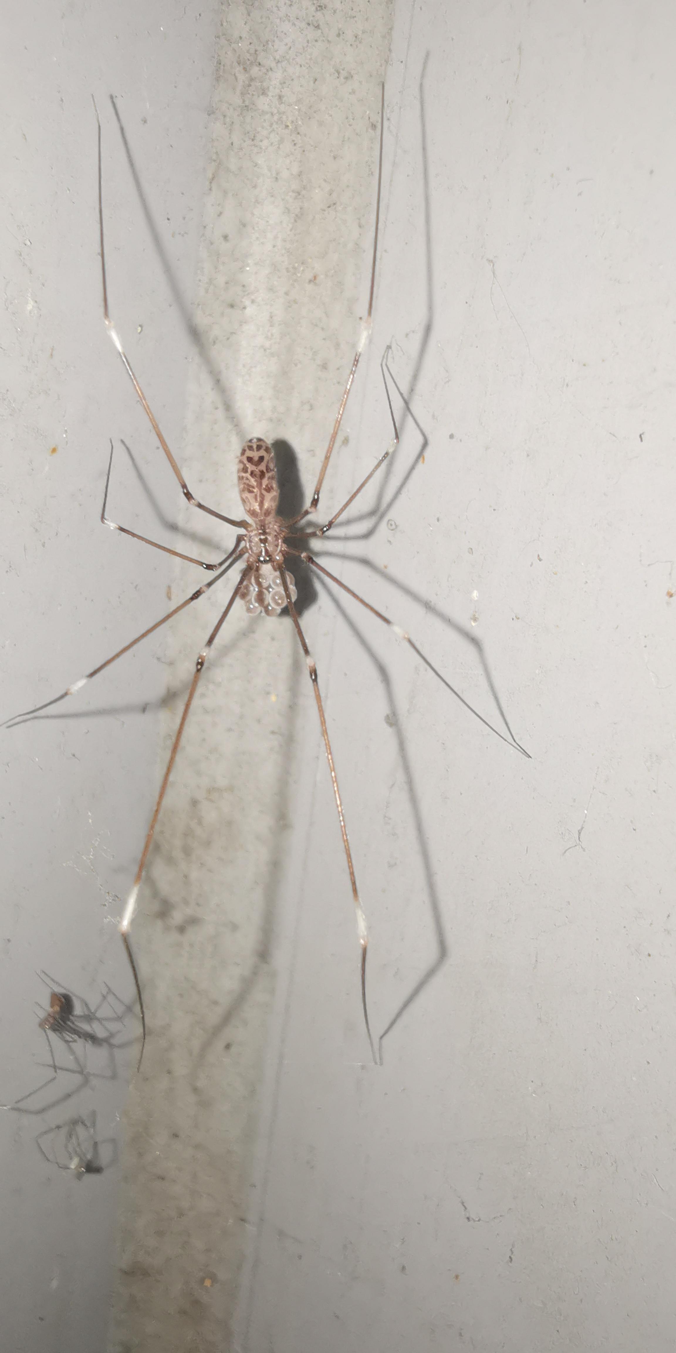 请问这个是一种什么蜘蛛呀?