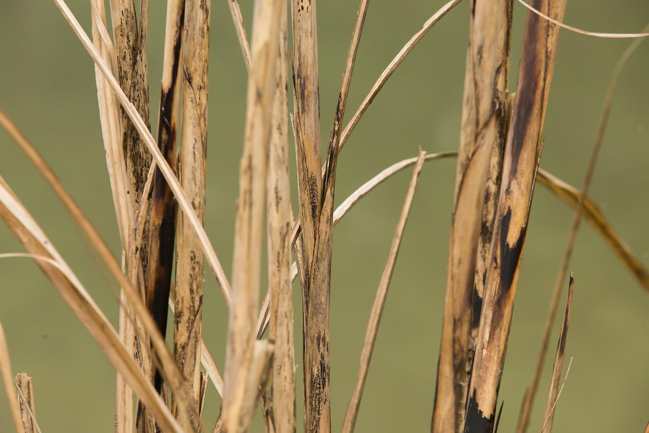 草坪发黄怎么办
