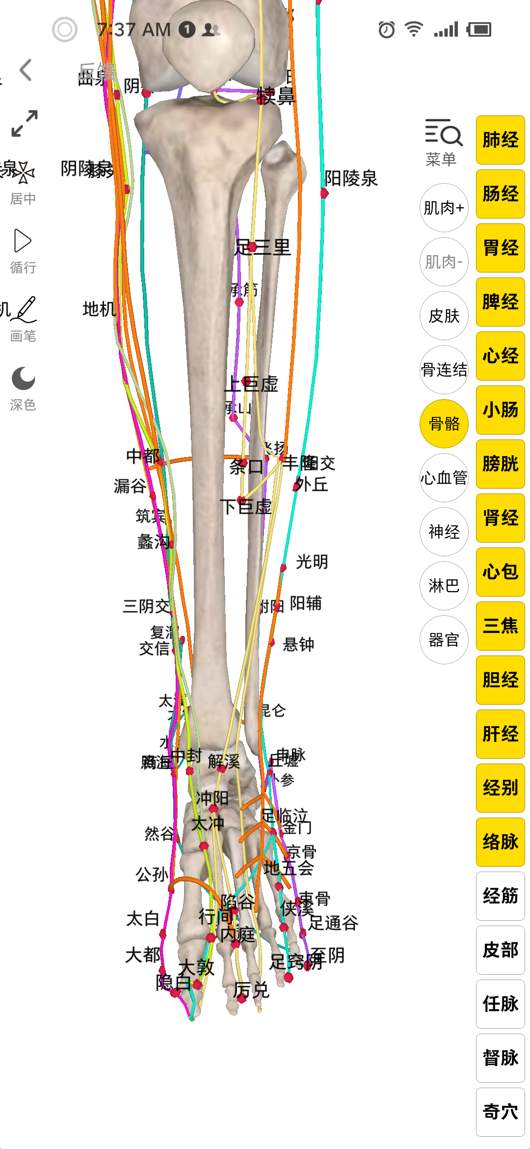 女性左脚的经络图是什么样子的?