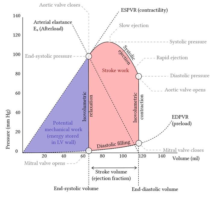 Left Ventricular Pressure volume PV Loops left-ventricular-pressure-volume-pv-loops