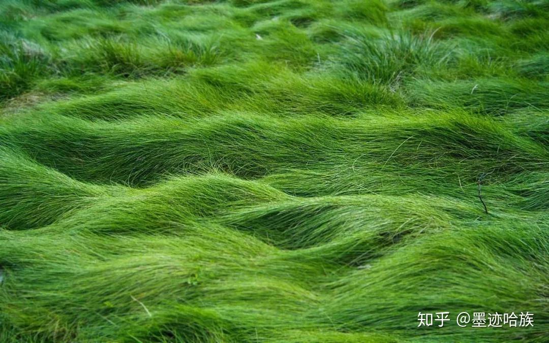 墨绿色做壁纸咯?