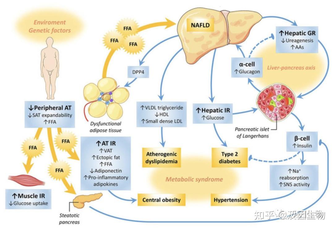 糖酵解代谢途径如何调控呢？ - 知乎
