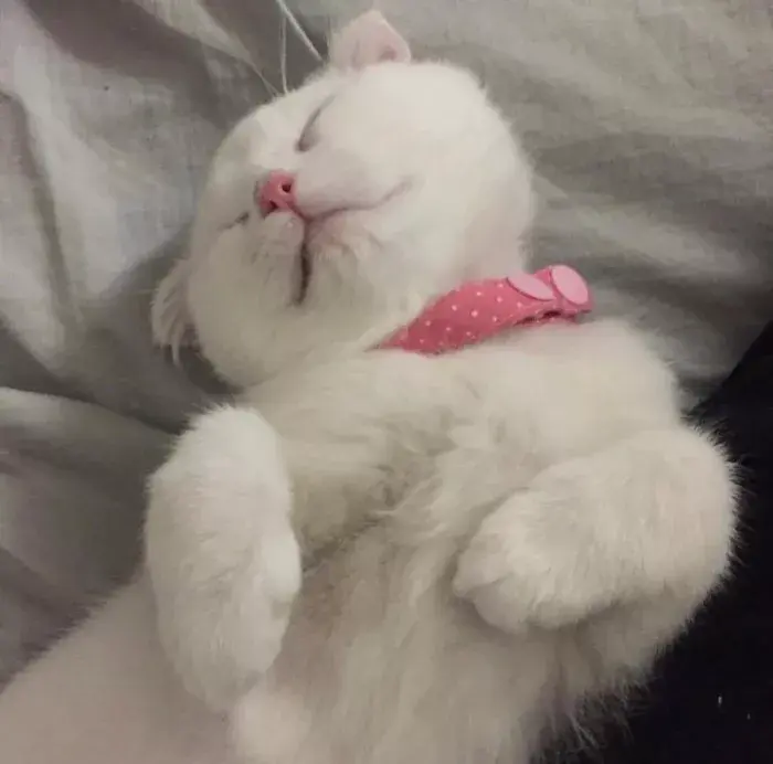 有哪些好看的情侣头像?-有哪些好看的情侣头像动漫