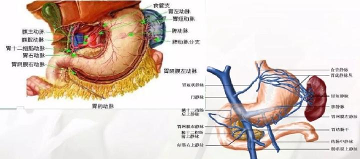 胃的血管解剖知识