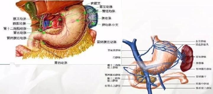 胃的血管解剖知识(图文)