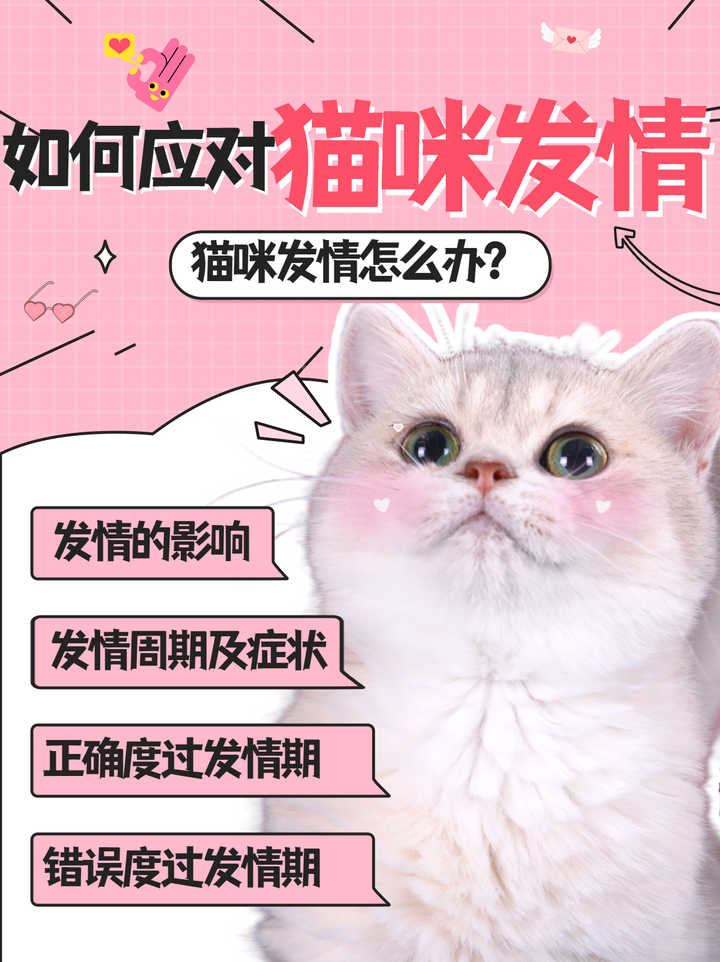 猫咪发情期你不知道的事/不要忽略猫咪发情/猫咪发情怎么办/如何应对猫咪发情 - 知乎