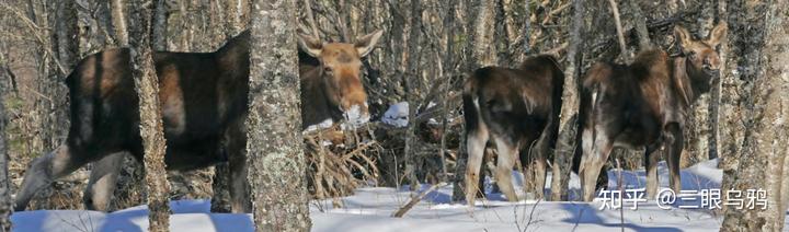 如果将 20 只狼和 500 只鹿放进同一孤岛，最后谁能活下来？