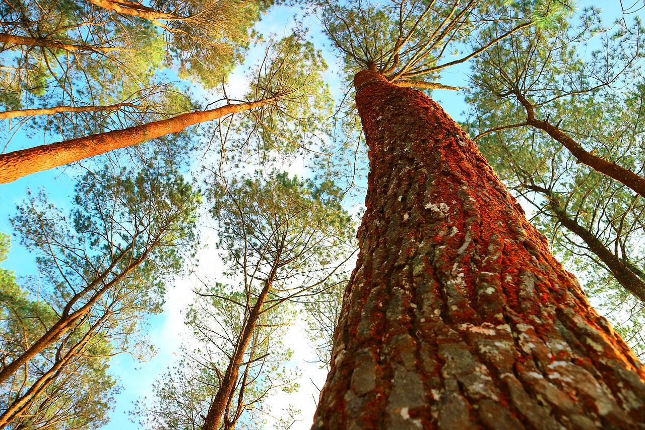 4. 沉香树系解析